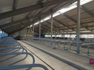Стойла для коров при беспривязном содержании