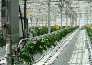 В Ростовской области открыли тепличный комбинат стоимостью почти 2 млрд