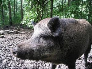 Дикие кабаны – источник распространения африканской чумы свиней