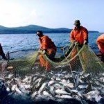 Еврокомиссия рекомендовала установить на 2015 г. квоты, в соответствии с целями новой общей политики ЕС в области рыболовства