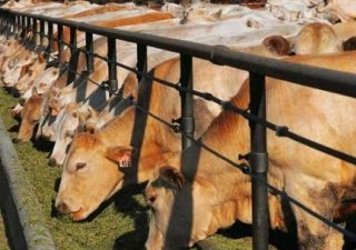 Представители агропромышленных предприятий Костромской области приняли участие в конференции, посвященной развитию животноводства в Центральном Федеральном округе