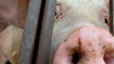 АЧС в Польше вторглась в новый регион