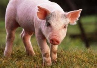 Беларусь восстановит поголовье свиней к 2015 году