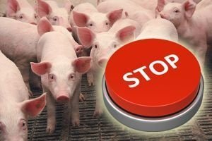 АЧС не пускает польскую свинину в Китай