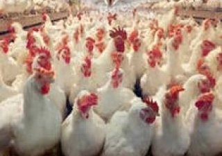 Алтайский край производит пятую часть скота и птицы на убой в Сибири