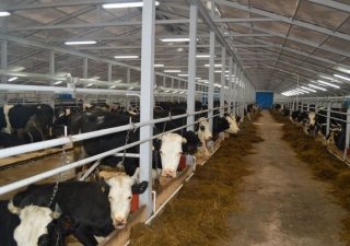 В Воронежской области появится скотная биржа