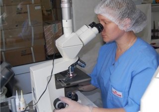 Генные исследования стали доступны амурским животноводам
