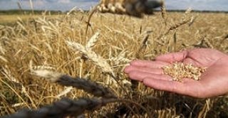 Урожай зерна в России в 2013 году не превысит 90 млн тонн – А. Злочевский