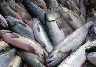 Будет новый цех, будут шебекинские рыбные корма 