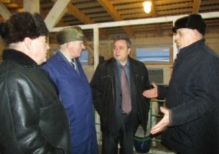 В новом животноводческом комплексе в Буйском районе будут разводить коров Костромской породы