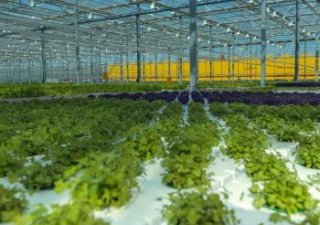Арабские Эмираты хотят закупать овощи на Южном Урале