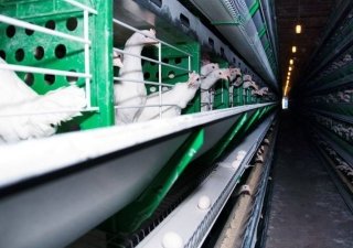 На Череповецкой птицефабрике отключили электроэнергию и уволили 550 работников