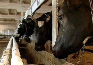 В Чечне начинают строительство молочного комплекса