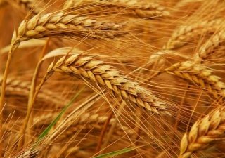 Калининградская область: урожай радует