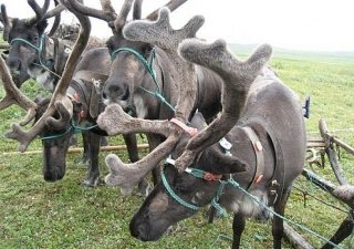Государство поддержит животноводов Чукотки