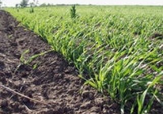 Россия выплатит аграриям Крыма долг Украины