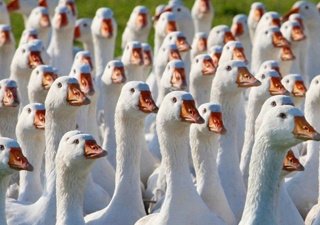 Минсельхоз предлагает поддержать выращивание гусей