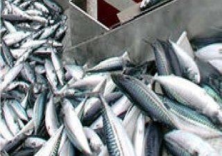 Экспорт норвежской рыбы и морепродуктов в Россию снизился на 29,4%