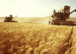 В Воронежской области из-за большой влажности зерна не начинают массовую уборку озимых