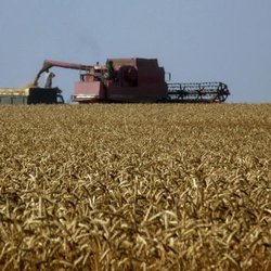 Хлеборобы Саратовской области собрали 500 тысяч тонн зерна