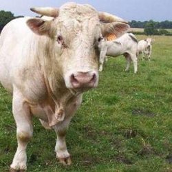 Теперь крупный рогатый скот Омской области будет получать субсидии