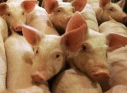Смоленская область жертвует частными свиноводческими фермами