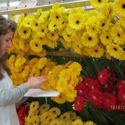 Карантинное обследование в ЗАО «Розовый сад»