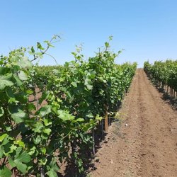 5-6 августа в Республике Крым пройдет бесплатное обучение органическому виноградарству
