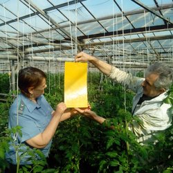 Россельхознадзор в помощь тепличным хозяйствам Дагестана