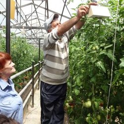 Россельхознадзор в помощь тепличным хозяйствам Дагестана