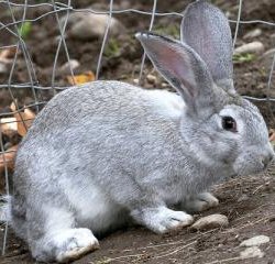 Министерство сельского хозяйства взялось за развитие кролиководства