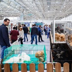Южно-Российский региональный конкурс кроликов и породной птицы состоится 23-24 октября