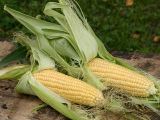 Рекордный урожай кукурузы будет собран в России в 2015 году