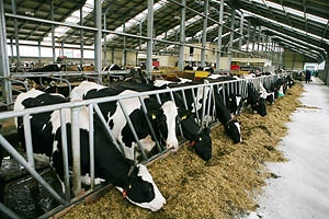 В Чувашии открыли новую молочно-товарную ферму