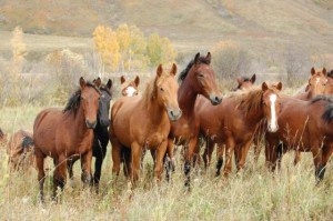 Производители конины получат господдержку