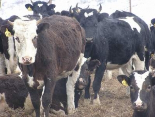 В Башкирии на 200 граммов выросли показатели суточного надоя от одной коровы