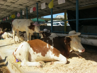 С успехами липецких животноводов познакомила сельскохозяйственная выставка
