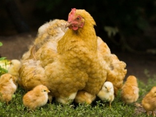 Большинство продукции из курятины в американских супермаркетах оказалось заражено опасными патогенными бактериями