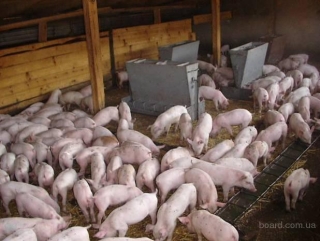 На Кубани взят курс на восстановление и индустриализацию свиноводства