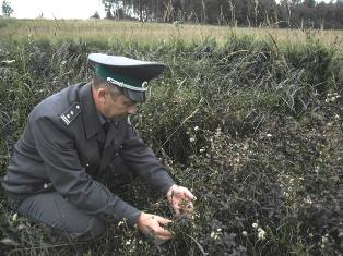 О наложении карантина по повилике тимьяновой в Руднянском районе Смоленской области