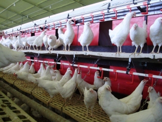 В Саратовской области шестилетний план по птичьему мясу выполнят всего за 2 года