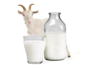 В Пермском крае было запущено промышленное производство козьего молока.