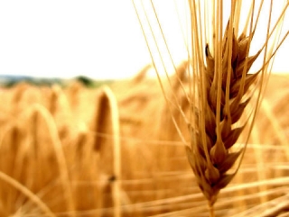 Разрыв в ценах на продовольственное и фуражное зерно продолжает увеличиваться на российском рынке