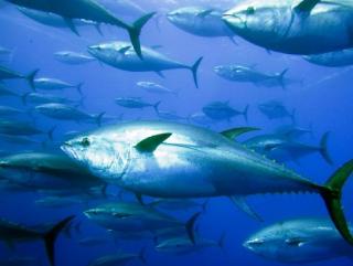 В Хакасии объявили конкурс на право получения участков для рыбоводства