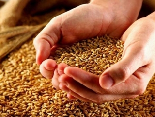 Россия перенесла проведение II Всемирного зернового форума на 2014 год