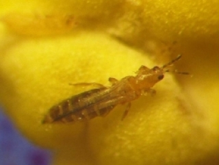 В цветах, прибывших в Пермский край, обнаружен опасный карантинный вредитель