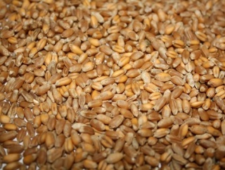 Россия в новом сельскохозяйственном году бьет рекорды по экспорту зерновых