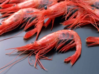 Импорт креветок из года в год сокращается
