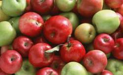 Яблоки, в которых обнаружили калифорнийскую щитовку, будут уничтожены