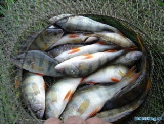 Совфед предложил запретить Японии ловить рыбу в российских водах